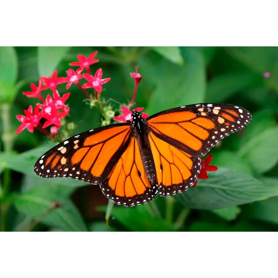 Pingo Ars Dijamantski mozaik Leptir Monarh, 20x30 cm