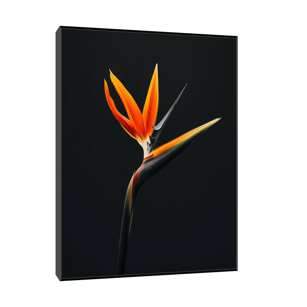 Canvas Slika na platnu Strelitzia na crnoj pozadini II 75x100cm, Sa ramom, Crni