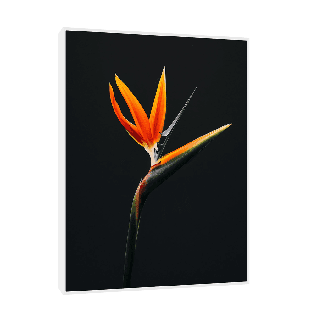 Canvas Slika na platnu Strelitzia na crnoj pozadini II 75x100cm, Sa ramom, Beli