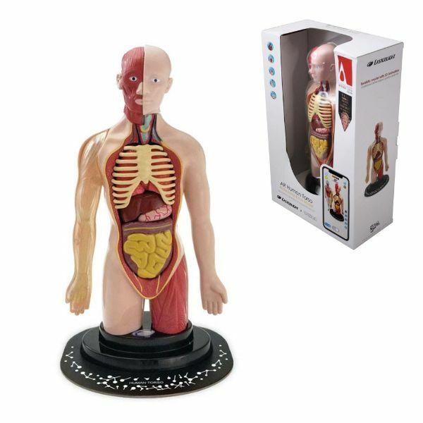 Igračka Ljudsko telo-torzo 35006