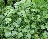 Institut Josif Pančić Čaj peršun list, 50g