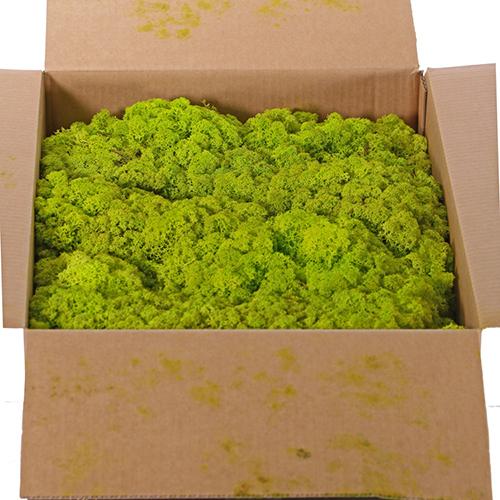 Dekorativna prirodna mahovina N54, 100g, Svetlozelena