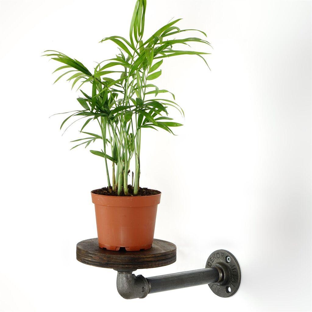 Aberto Design Držač za cveće BORURAF259, 35x12x10 cm