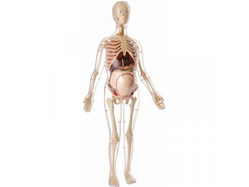 Selected image for PERTINI Anatomija trudne žene
