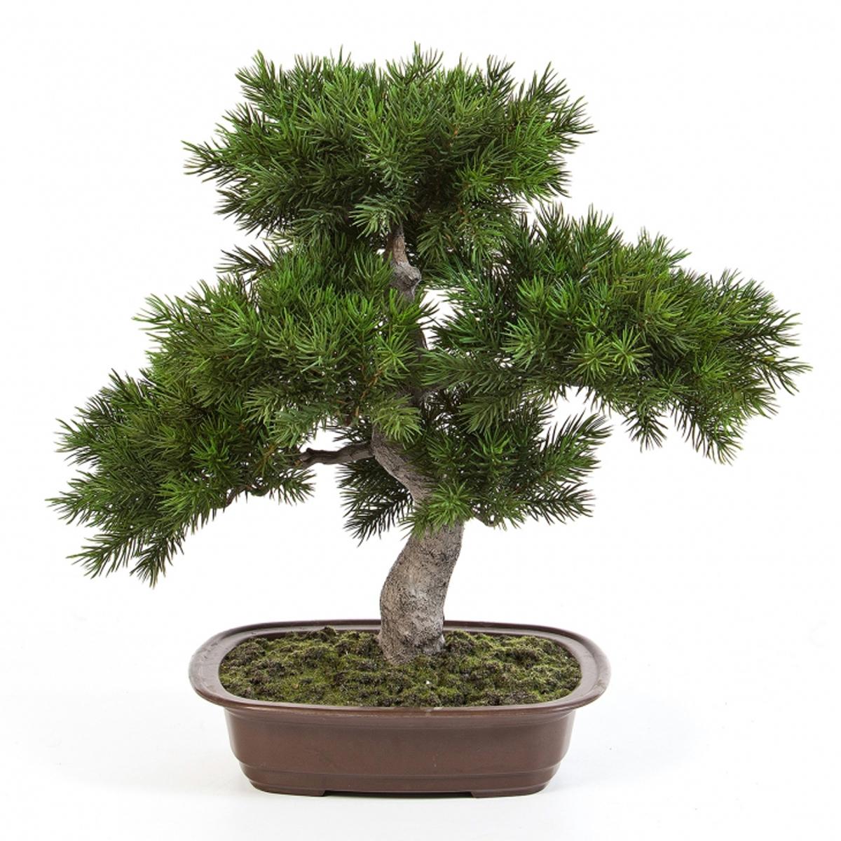 FLORA WORLD Veštački Bor bonsai h48cm