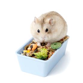 Hrana i dodaci ishrani za glodare