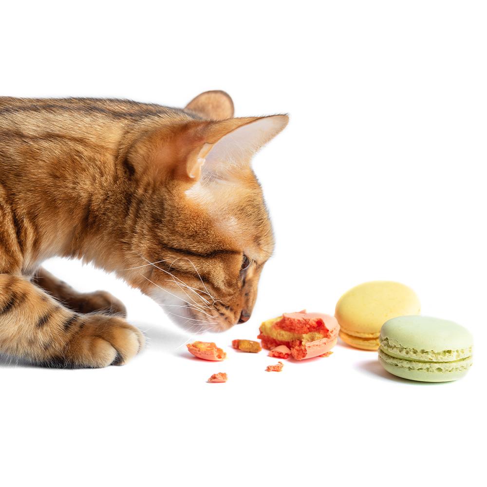 Poslastice za mačke