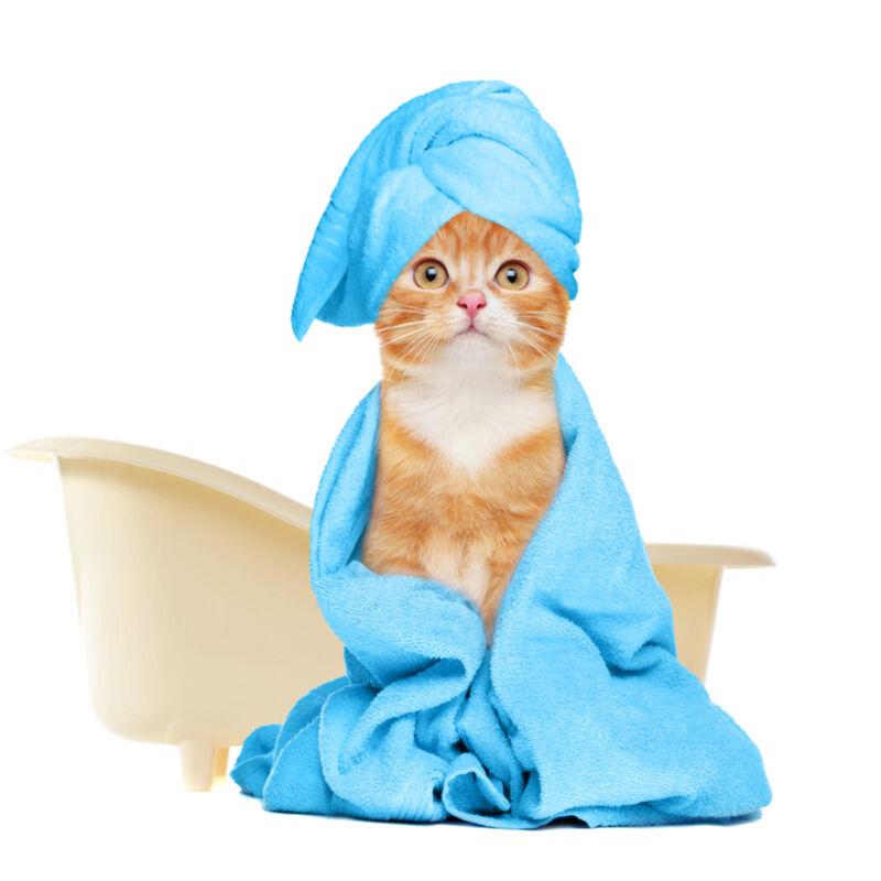 Higijena i nega mačaka