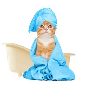 Higijena i nega mačaka