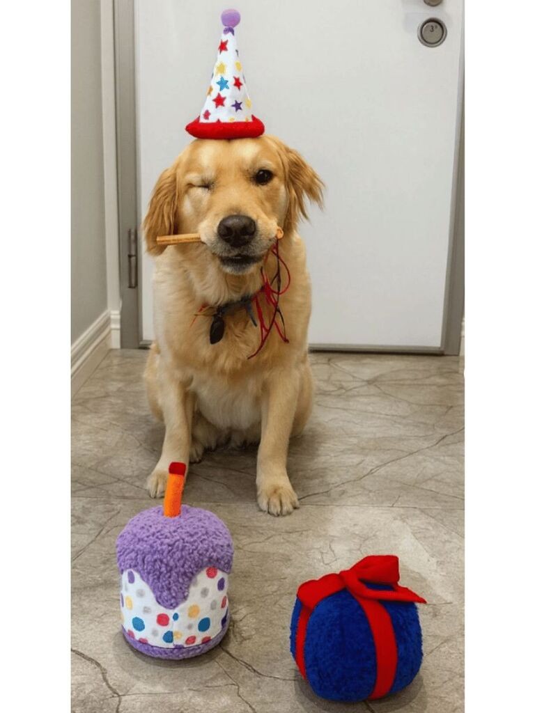 Paws & Whiskers Set igračaka za pse Havhav 1035, 2 komada, Šareni