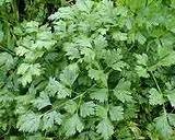 Institut Josif Pančić Čaj peršun list, 50g