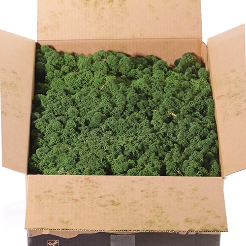 Dekorativna prirodna mahovina N54, 100g, Tamnozelena