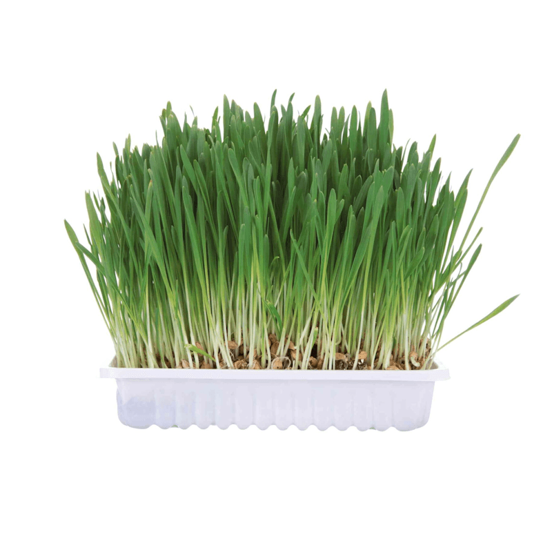 TRIXIE Trava za glodare, 100 g