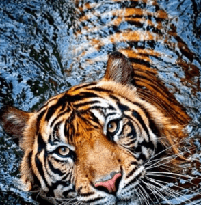 Collection D`Art Set za dijamantski mozaik Tigar, 38cm x 48cm