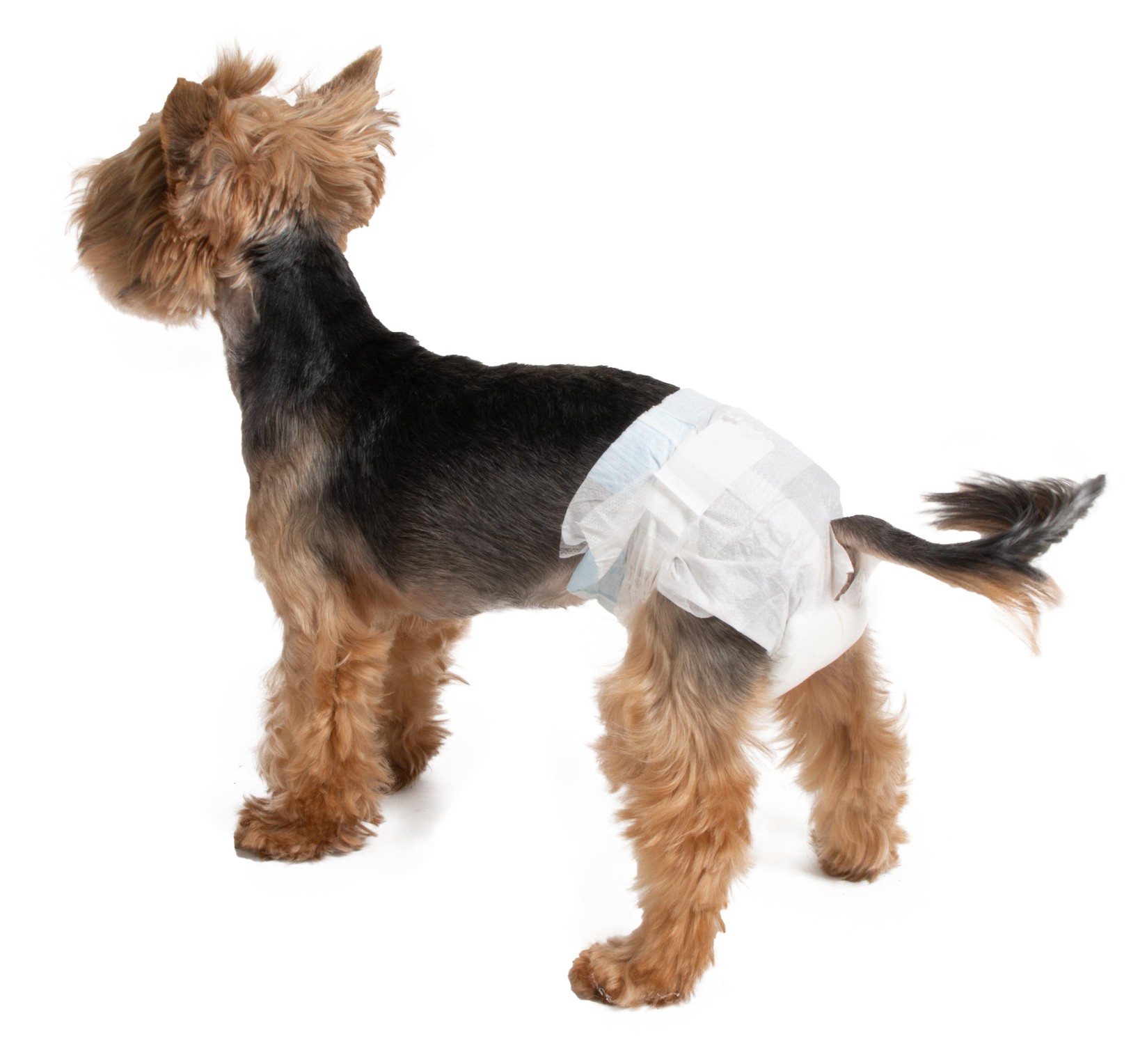 Farmcompany Pelene za pse, 50-68cm, 12 komada