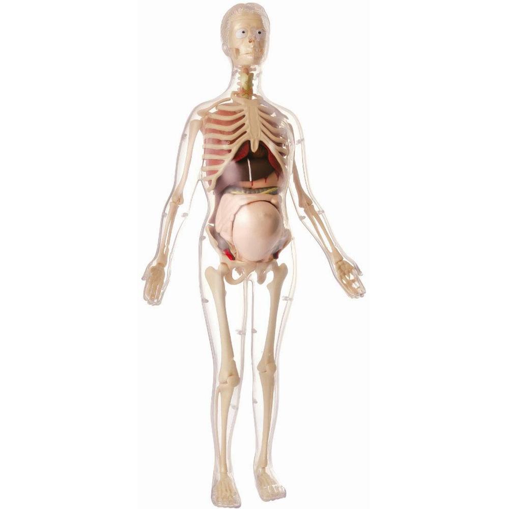 Anatomija trudne žene MK064