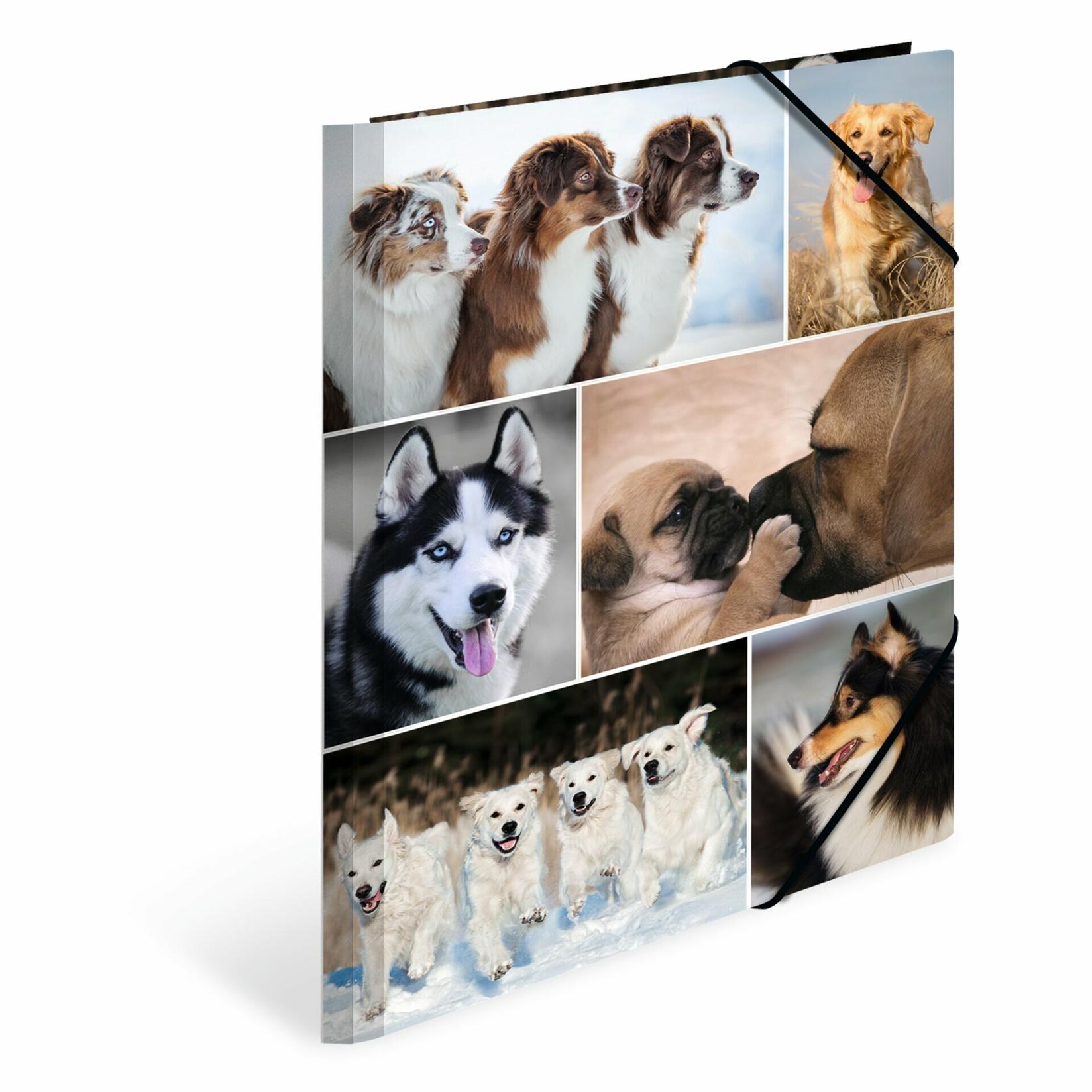 Selected image for HERMA Plastificirana fascikla sa gumicom Dogs 240x320x15mm šarena