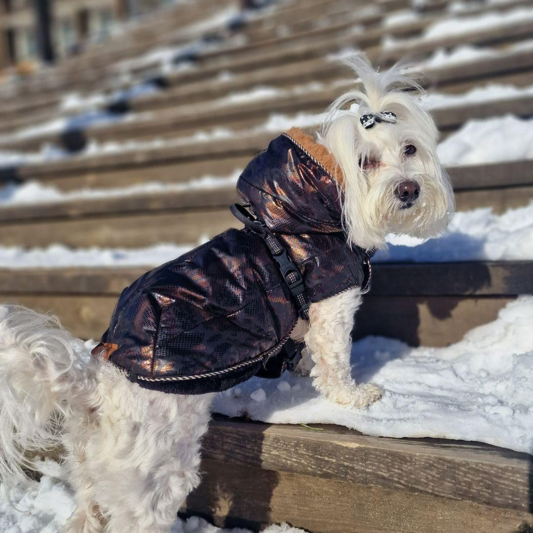 Selected image for MILA PET FASHION Zimska nepromočiva jakna za pse crno-braon