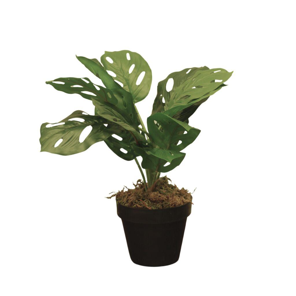 philodendron bipennifolium Philodendron bipennifolium aurea