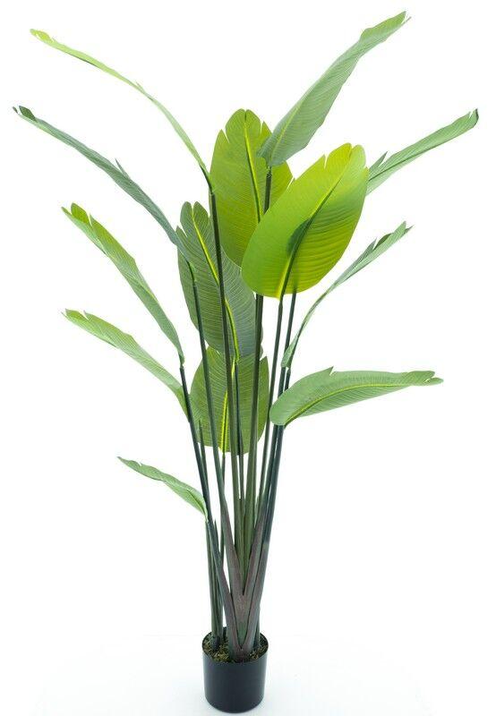 Dekor Dom Drvo u saksiji Strelitzia Palm 187cm, 52052-1